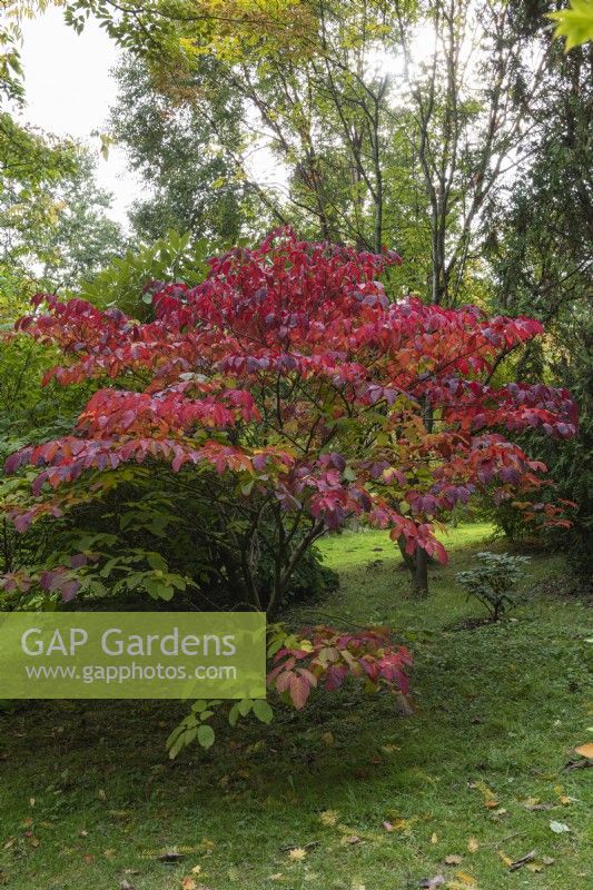Neoshirakia japonica syn Sapium japonicum, un petit arbre rare au feuillage d'automne cramoisi brillant.