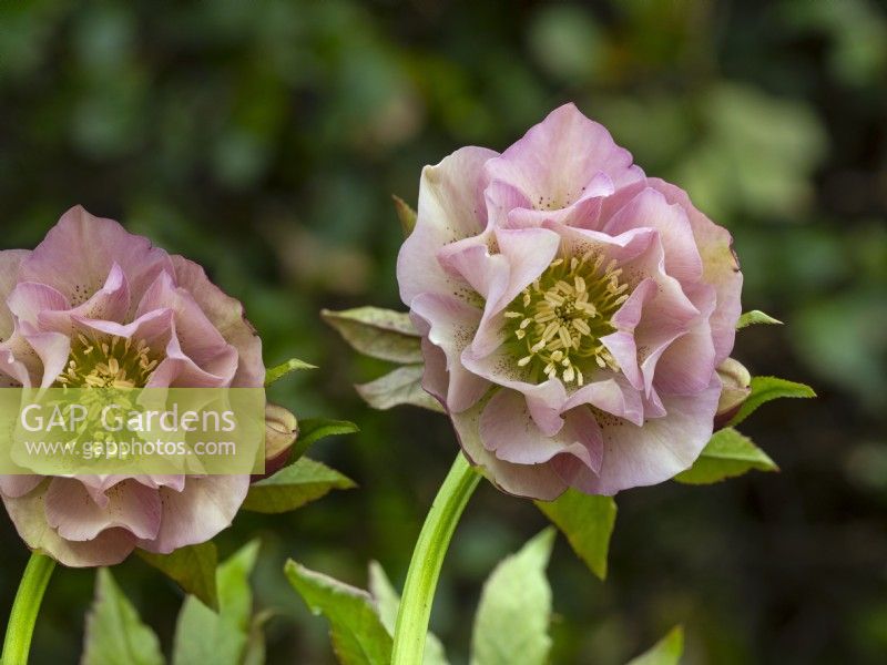 Helleborus x hybridus 'Frilly Isabelle' Février Norfolk