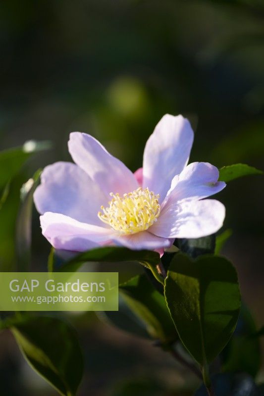 Camellia sasanqua 'Super Rosea' - floraison hivernale