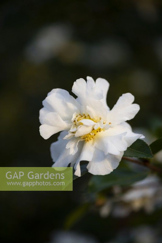Camellia sasanqua 'Gay Sue' floraison en automne et en hiver