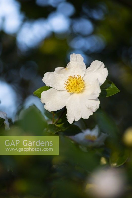 Camellia sasanqua 'Alba' - floraison hivernale