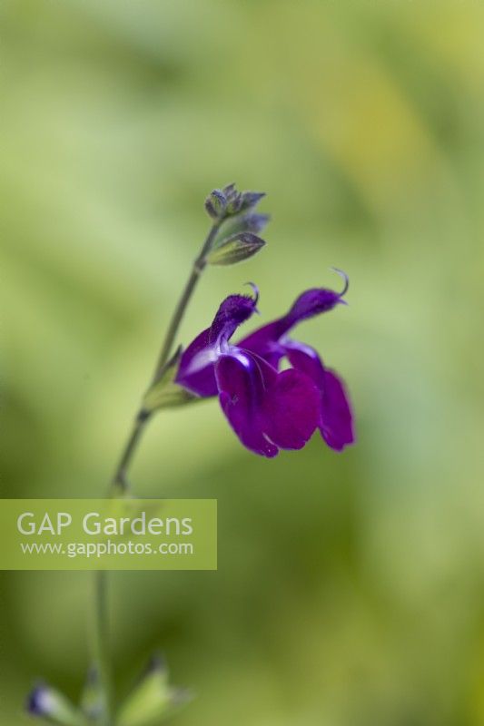 Salvia 'Nachtvlinder', sauge, vivace arbustive portant des fleurs violet-marron foncé de mai à novembre.