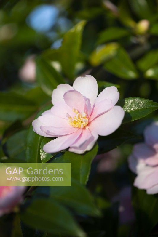 Camellia sasanqua 'Jean May' floraison en hiver et au début du printemps