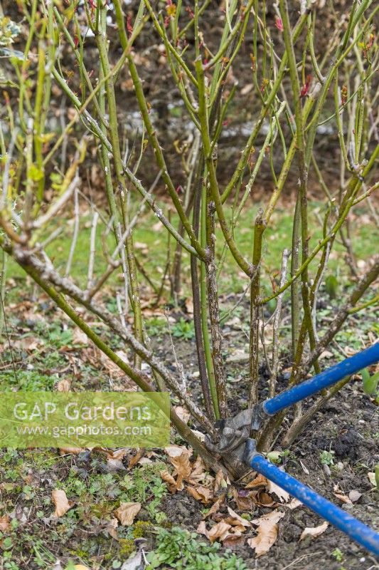 Tailler un rosier buisson. Utiliser des coupe-branches à long manche pour couper les vieilles tiges à la base de la plante pendant la saison de dormance. Décembre, janvier, février ou début mars