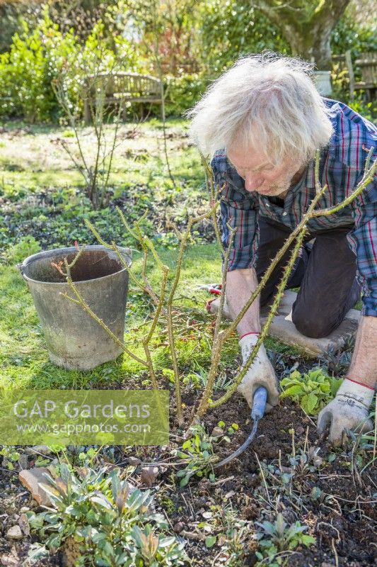 Entretien des rosiers buissons. Homme utilisant un crochet pour enlever les mauvaises herbes autour de la base d'un rosier arbustif établi après l'élagage. mars