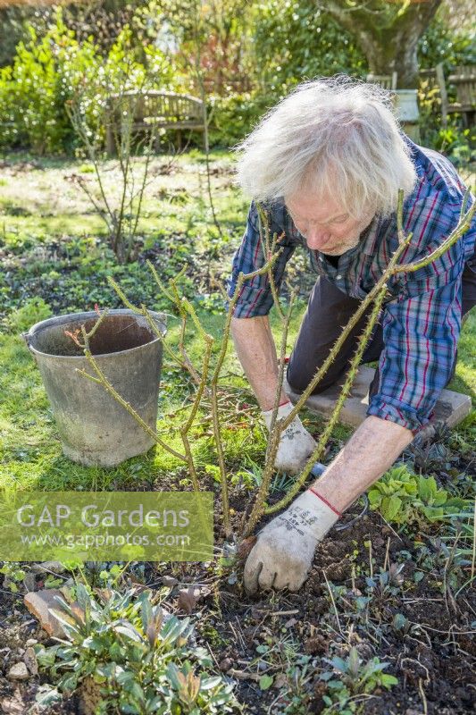 Entretien des rosiers buissons. Homme utilisant un crochet pour enlever les mauvaises herbes autour de la base d'un rosier arbustif établi après l'élagage. mars