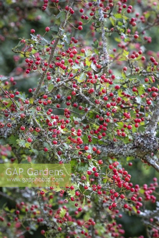 Baies d'aubépine et lichen. Crataegus monogyna - Aubépine commune, Maythorn, Motherdie, Quickthorn, Hedgerow thorn