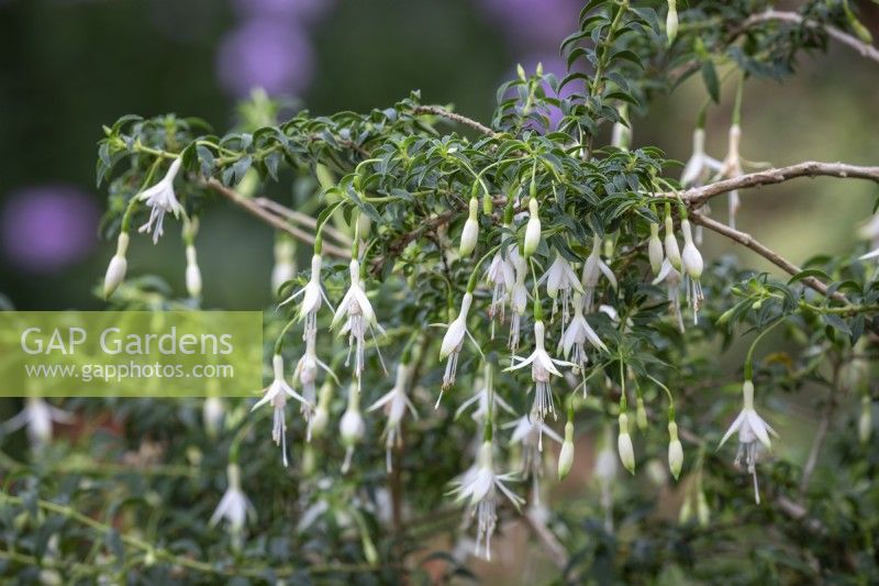 Fuchsia magellanica 'Tête de faucon'