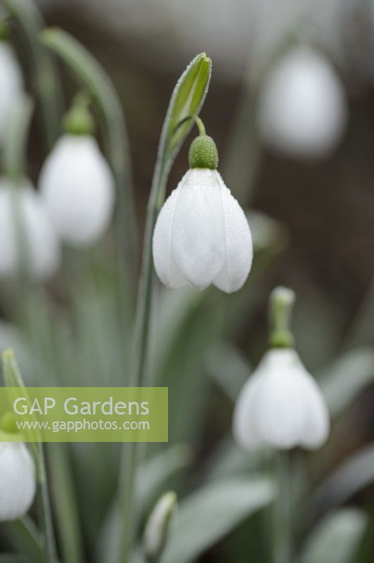 Galanthus 'Mélanie Broughton'