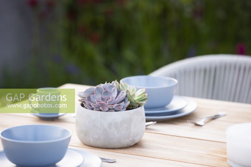 Echeveria Lotus dans un pot sur la table. Ferme de la grange inférieure : le jardin rebondissant Concepteur : Samuel Moore. RHS Hampton Court Palace Garden Festival Show, juillet 2021.