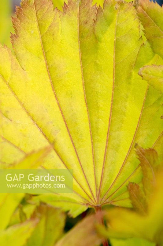 Acer shirasawanum 'Aureum' - Érable doré de la pleine lune