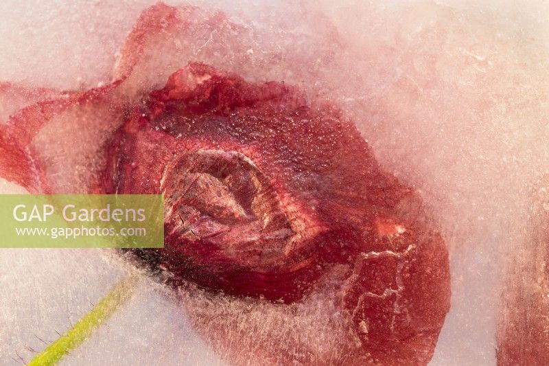 Papaver rhoeas - Fleur de pavot commune congelée dans la glace