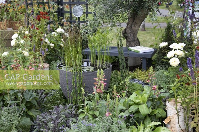 'From Hippocrates to Vaccines' au BBC Gardener's World Live 2021 - étang dans un grand pot au milieu d'une plantation mixte