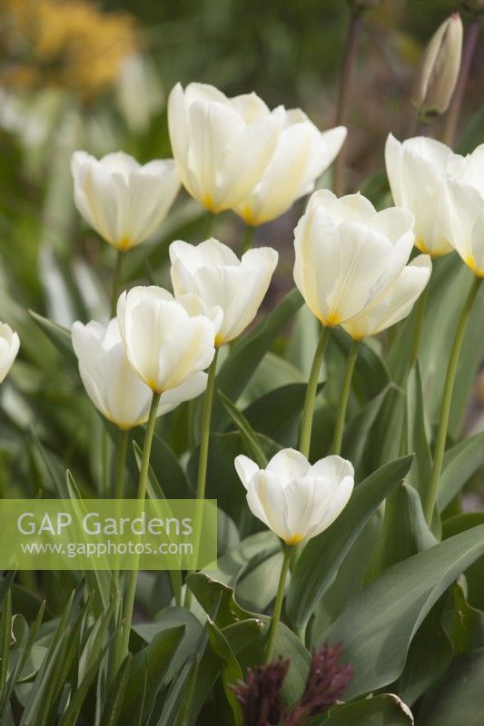Tulipe 'Empereur Blanc'