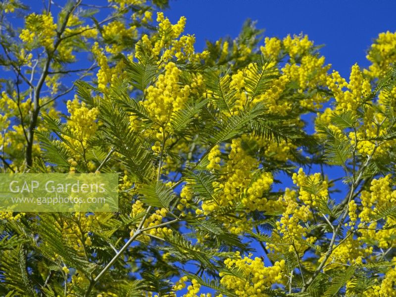 Acacia dealbata - Mimosa Mi-mars Norfolk