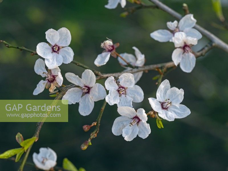 Prunus cerasifera 'Hessei' - cherry plum tree blossom Mars Norfolk