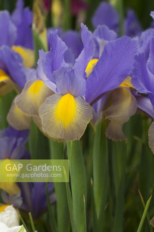 Iris hollandica 'Beauté gitane'