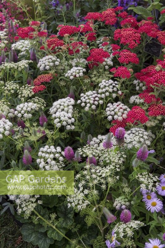 Achillea 'The Beacon' rouge et Ligusticum lucidum blanc