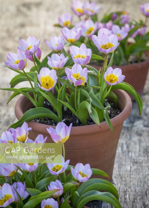 Tulipa saxatilis Groupe Bakeri 'Lilac Wonder' dans des pots en terre cuite