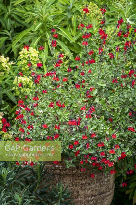Salvia 'Jezebel' - sauge - dans un grand pot en terre cuite devant Euphorbia mellifera