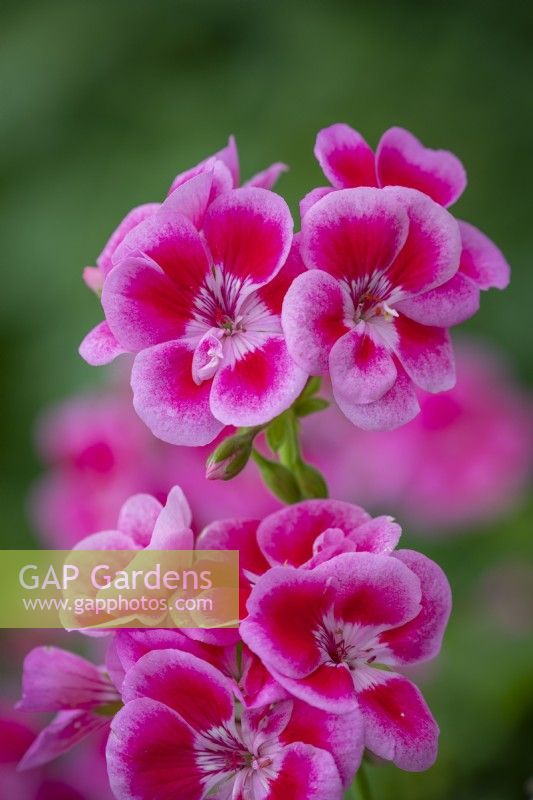 Pélargonium Flower Fairy Rose syn. 'Swero' - Série de fées de fleurs