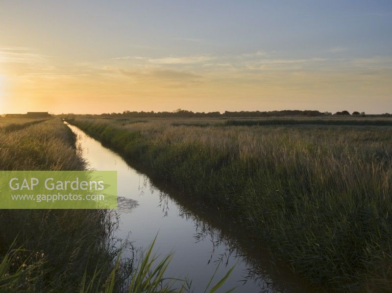 Phragmites australis - roseau commun sur banque de digue de drainage sur les marais de pâturage de Norfolk