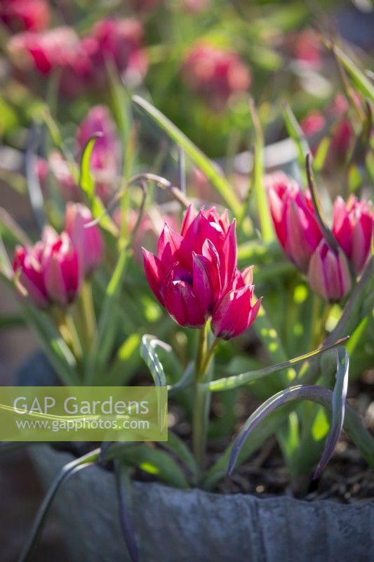 Pots de Tulipa humilis 'Petite Beauté'
