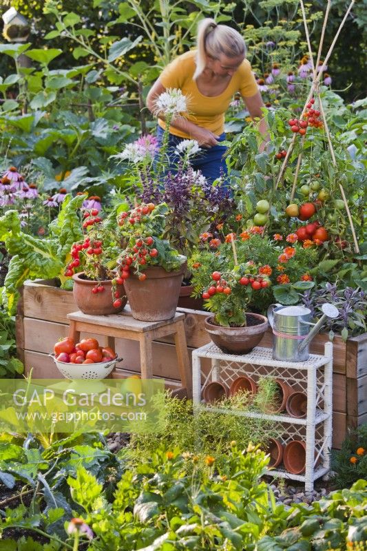 Tomates cultivées en pot affichées sur l'échelle et le support de plante.