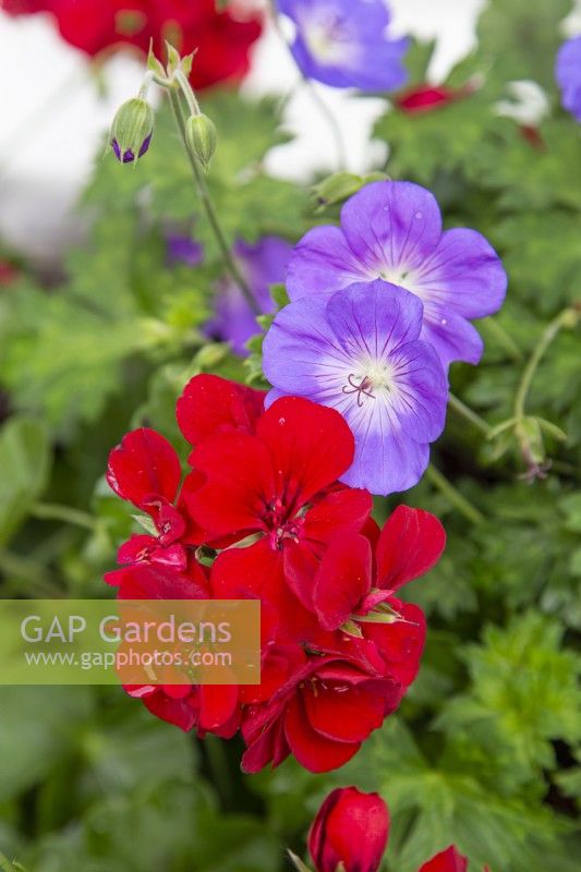 Géranium 'Rozanne' et Pélargonium 'Precision Dark Red' en pot jardinière - Août