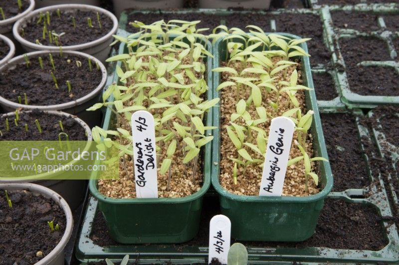 Les semis de tomates et d'aubergines 'Génie' de 'Gardener's Delight poussent à travers une couche de vermiculite dans une petite pépinière commerciale. Printemps.