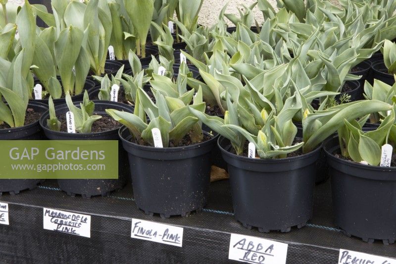 Diverses variétés de jeunes tulipes en pots à vendre avec des étiquettes de prix dans une pépinière. Feuillage uniquement. Comprend les variétés Finola Pink, Abba Red et Marquise de la Coquette. Le printemps. Feuillage uniquement.
