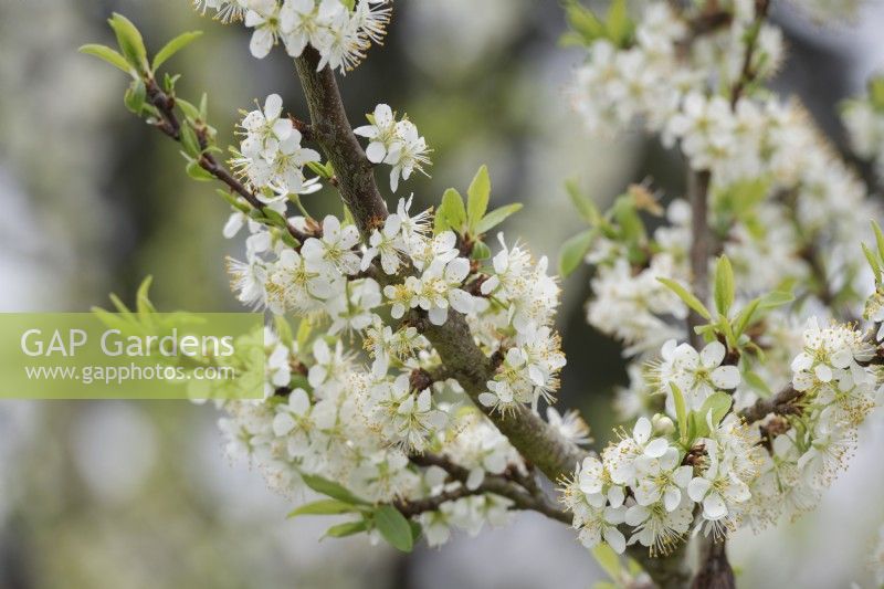 Prunus domestica 'Verity' - Fleur de prunier