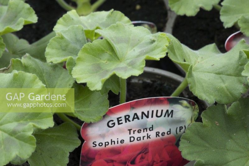 Jeune plante de géranium 'Trend Sophie Dark Red'' avec étiquette. Le printemps.