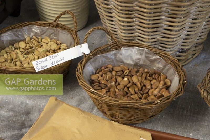 Graines de fèves (Sutton Dwarf) à vendre en vrac dans un panier dans un centre de jardinage.