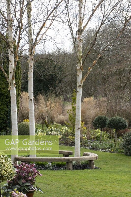 Trio de Betula nigra 'Heritage' dans John's Garden à Ashwood Nurseries - Kingswinford - Printemps