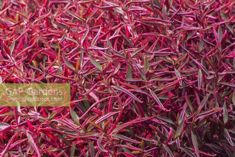 Alternanthera ficoidea 'Red Threads' - Manteau de Joseph poussant dans une pépinière commerciale - Septembre