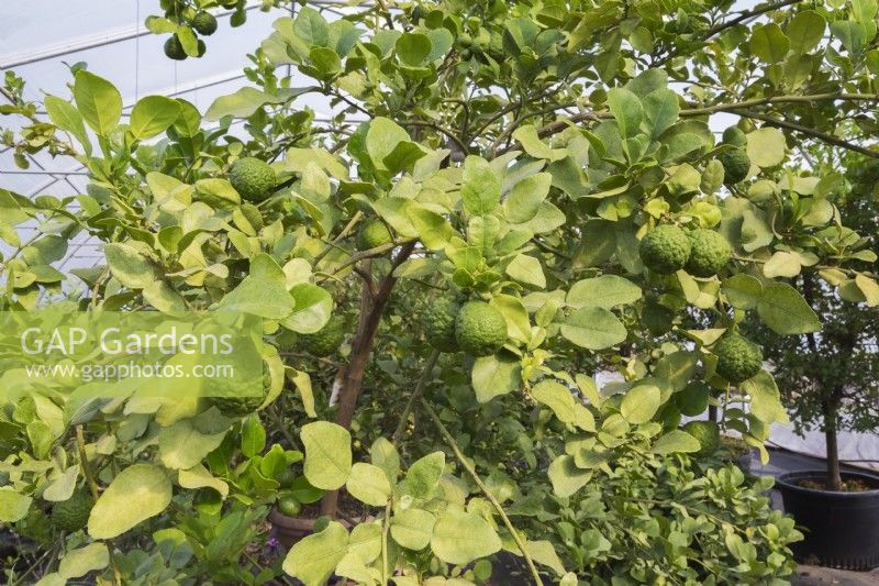 Citrus hystrix - Kaffir Lime arbre fruitier poussant à l'intérieur d'une serre commerciale - Septembre