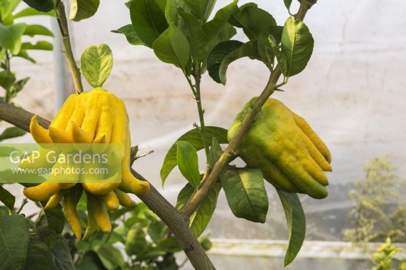 Citrus medica var. sarcodactylis - Buddha's Hand ou Fingered Citron arbre fruitier poussant à l'intérieur d'une serre commerciale, Québec, Canada - septembre