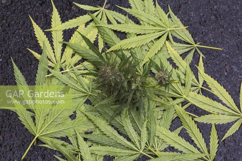 Récolté retourné Cannabis sativa - Feuilles de marijuana et tête de fleur sur la surface d'asphalte humide noir - Octobre
