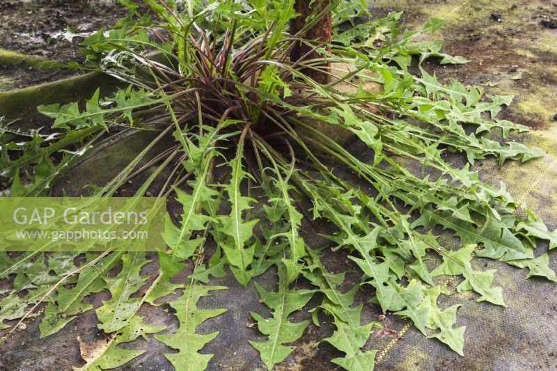 Taraxacum officinale - Plante de pissenlit poussant à travers un tissu géotextile noir à côté d'un poste de soutien à l'intérieur d'une pépinière commerciale - Septembre