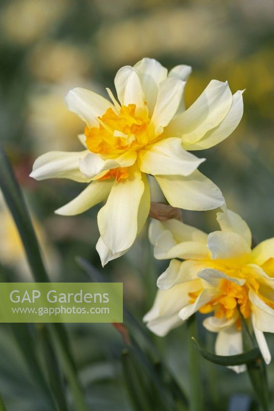 Narcisse 'Phénix lumineux'