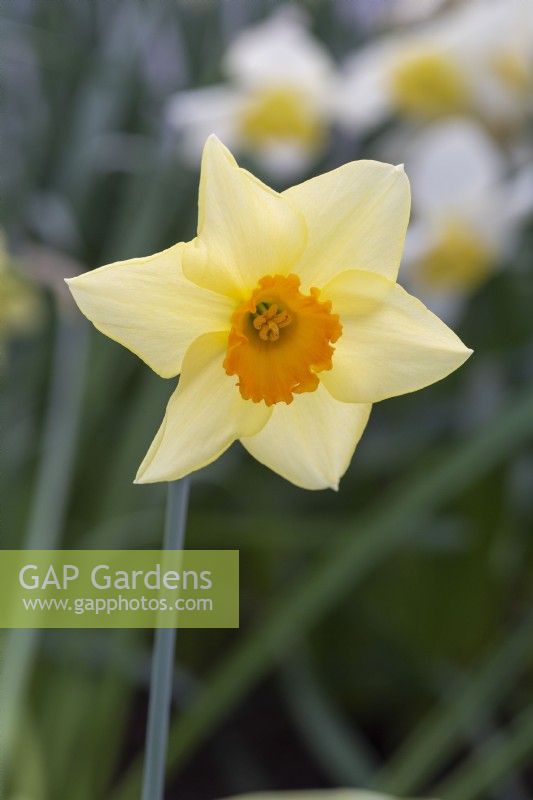 Narcisse 'Coverack Perfection' forme coupe orange