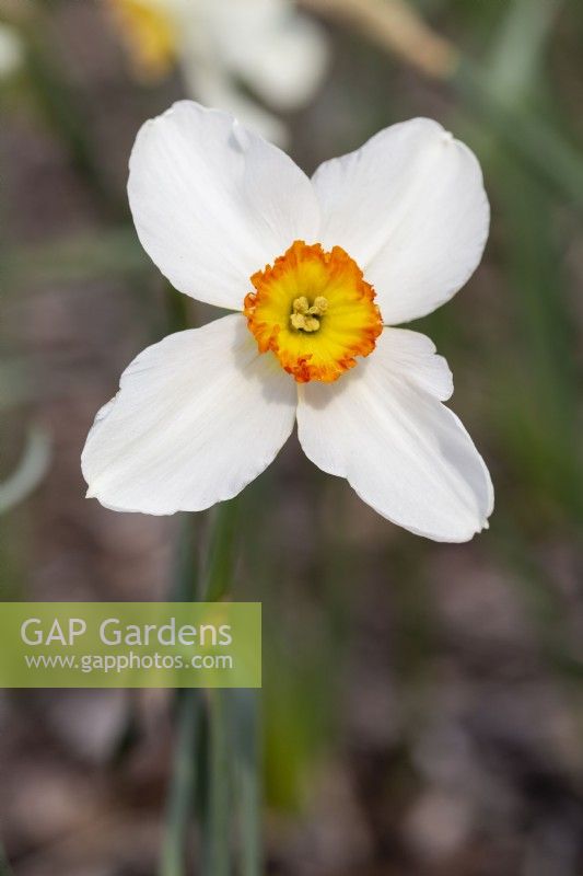 Narcisse 'Quetta'