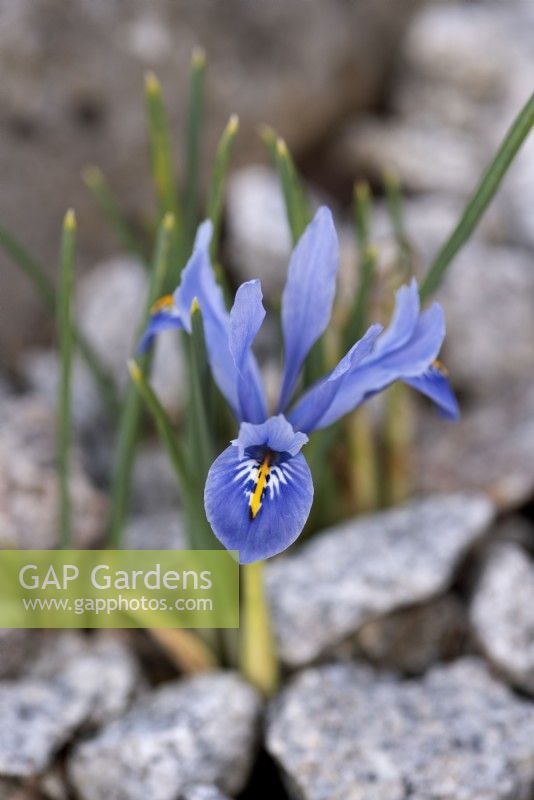 Iris reticulata 'Alida' - mars