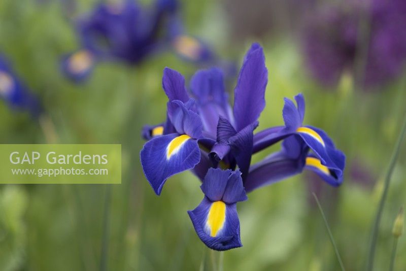 Iris x hollandica 'Valentine' - Mai