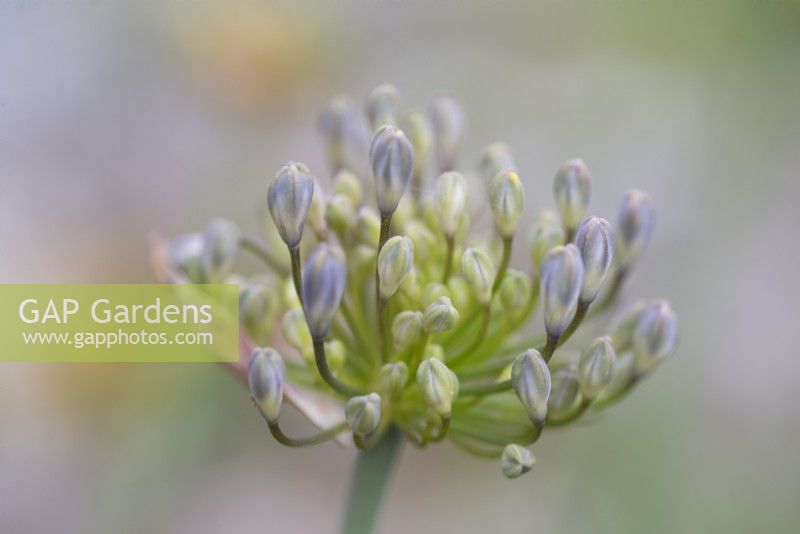 Agapanthe 'Windsor Grey' - Ouverture de la fleur - Juillet