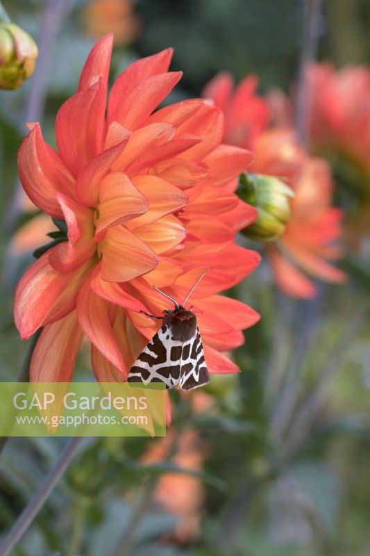 Arctia caja - Garden Tiger Moth sur fleur de dahlia 'Karma Fiesta'