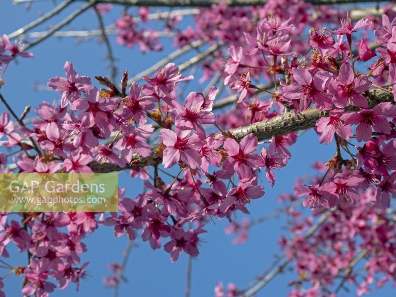 Prunus 'Collingwood Ingram' en fleur début avril Norfolk
