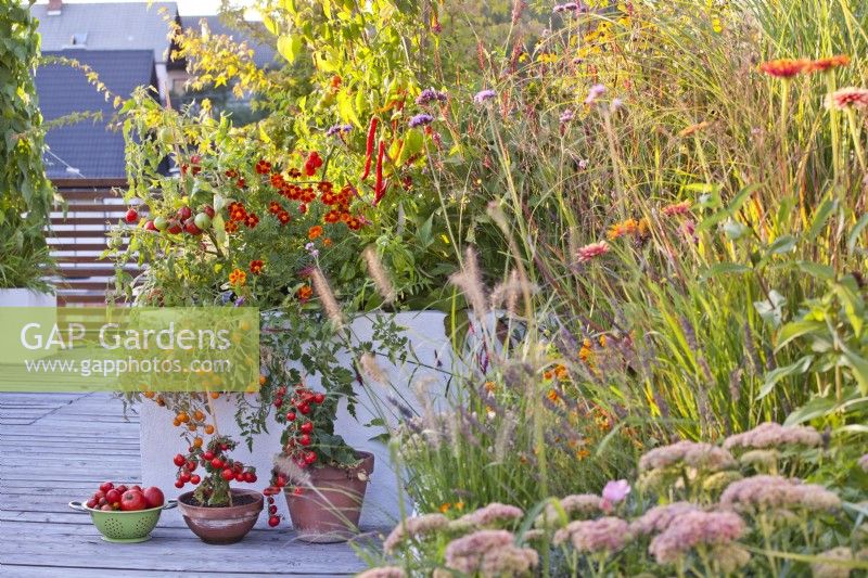 Plantation mixte en platebande surélevée sur toit-terrasse comprenant vivaces, graminées, fleurs annuelles et légumes.