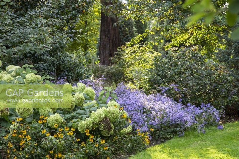 Hydrangea arborescens 'Annabelle' avec Aster x herveyi et Helenium autumnale 'Sahin's Early Flowerer' dans Adrian's Wood aux jardins de Bressingham à Norfolk - septembre